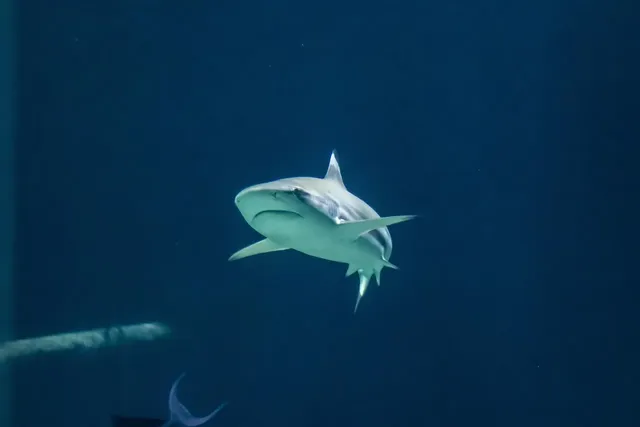 Huong Hai Sealife Cruise: From 140 USD/ pax