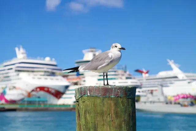 Stellar Cruise: From 145 USD/ pax
