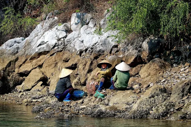 Swan Cruise to Halong bay: From 230 USD/ pax